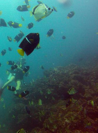 Aquacenter Diving 2