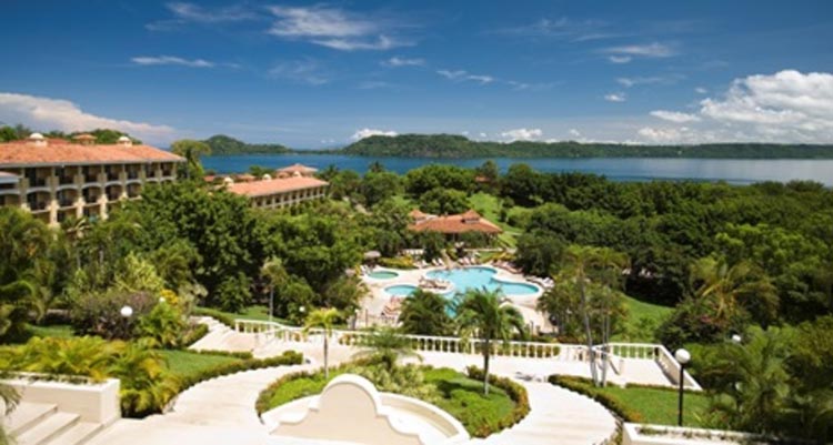 occidentalgrandpapagayo-adu