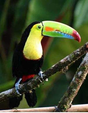 birds-of-costa-rica