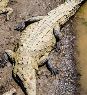 American-crocodile