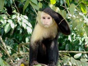 CapuchinMonkey