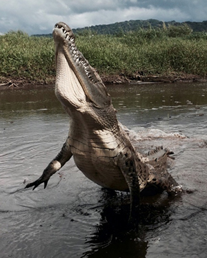 Crocodile