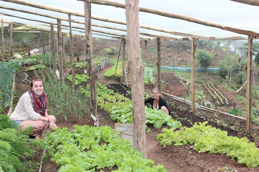 volunteers in the garden